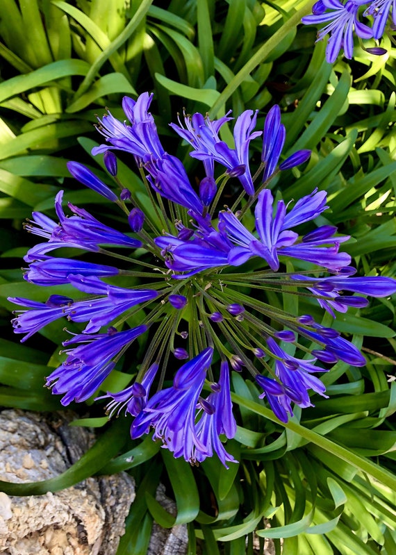 Purple African Lily Seeds, Agapanthus, Lily of the Nile - Etsy