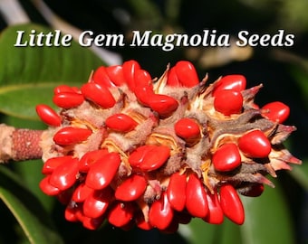 Little Gem Magnolia Seeds - 25 Fresh Seeds, Ready to Plant! - Etsy