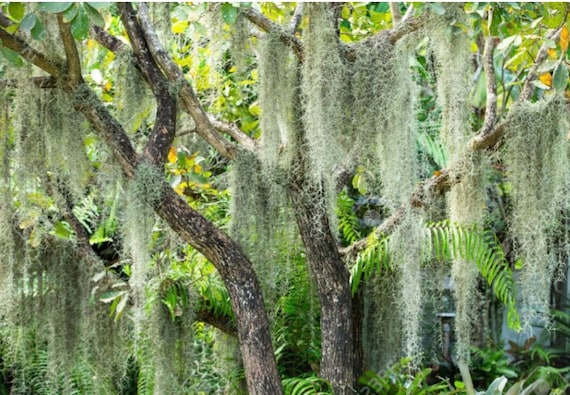Spanish Moss Care Instructions for keeping it lush!