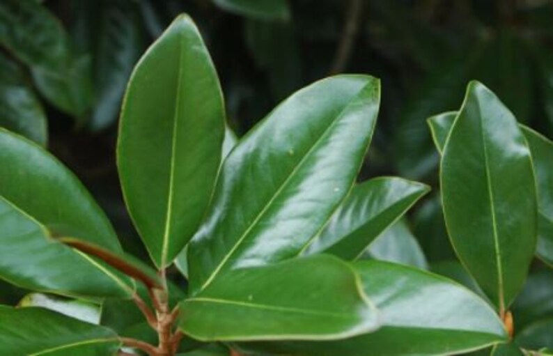 SALE Freshly Picked Southern Magnolia Leaves or Dried Leaves Etsy