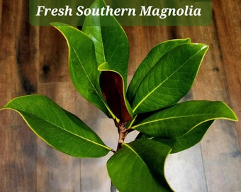 Fresh Southern Magnolia Branch Tips – DIY Wreaths & Centerpieces