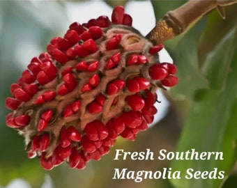 25 Fresh Southern Magnolia Seeds -SALE! Free Planting Guide, Handpicked, Extra Large White Fragrant Flowers, Trees up to 80ft tall, Gorgeous