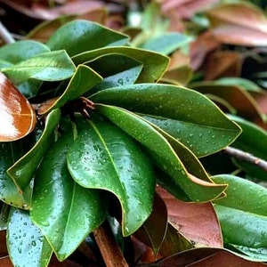 Fresh Southern Magnolia Leaves - Sale! 20% FREE, Hand-picked, Home Decor Weddings Parties Gifts, Avail Year-Round, Preserved Dried Leaves