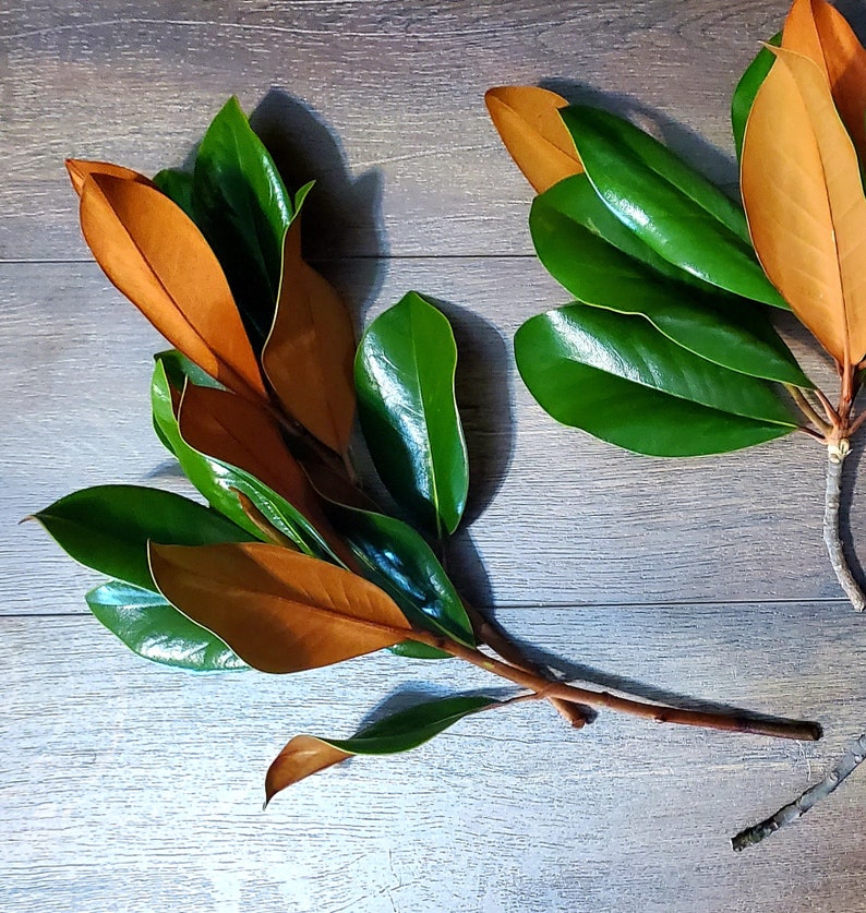 Fresh Bundle of Southern Magnolia Branches live Extra Large Etsy