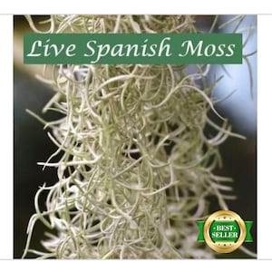 Live Spanish Moss - BESTSELLER! Fresh, Healthy, Extra Long Strands, Organic Tillandsia, Grow year-round! *BONUS Free airplant + care guide!