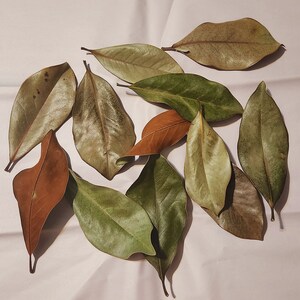 Getrocknete südliche Magnolienblätter - Extra große Blätter für Aquarien, Terrarien, Vivariums, Isopoden Frösche Schlangen, natürliches Substrat Tannine