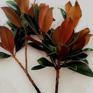 Fresh Bundle of Southern Magnolia Branches - Premium EXTRA Long 18-22&quot; Stems, Cut to Order, Bouquets Weddings Vases, Available Year Round!
