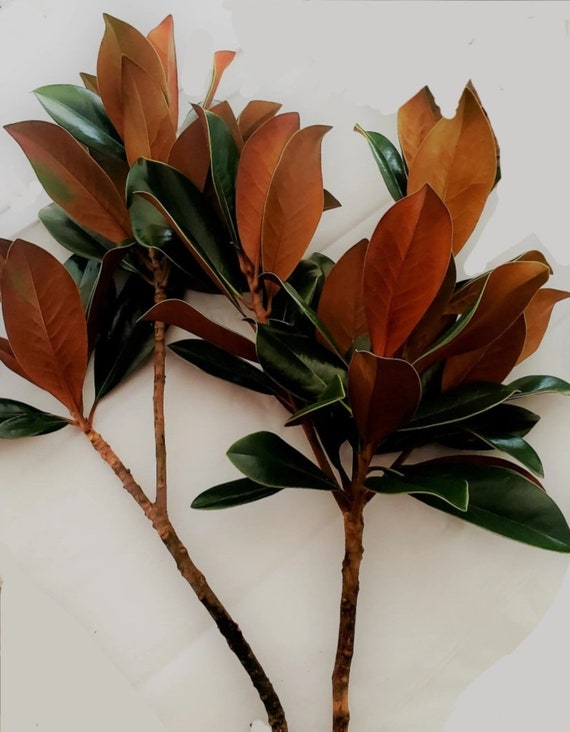 Fresh Bundle of Southern Magnolia Branches SALE Extra Long Etsy