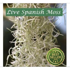 Live Spanish Moss – BESTSELLER! Fresh Organic Tillandsia with BONUS Air Plant & Care Guide