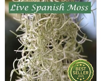 Live Spanish Moss – BESTSELLER! Fresh Organic Tillandsia with BONUS Air Plant & Care Guide