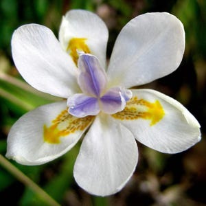 Exotic Butterfly Iris Seeds -Fortnight Lily, African Iris, Elegant White & Purple Blooms, Hardy Perennial, Easy to Grow Free Planting Guide!