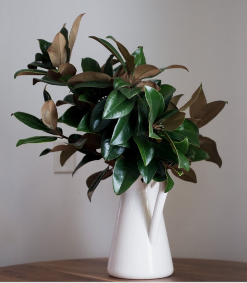 SALE Southern Magnolia Branches Fresh Picked Daily Etsy