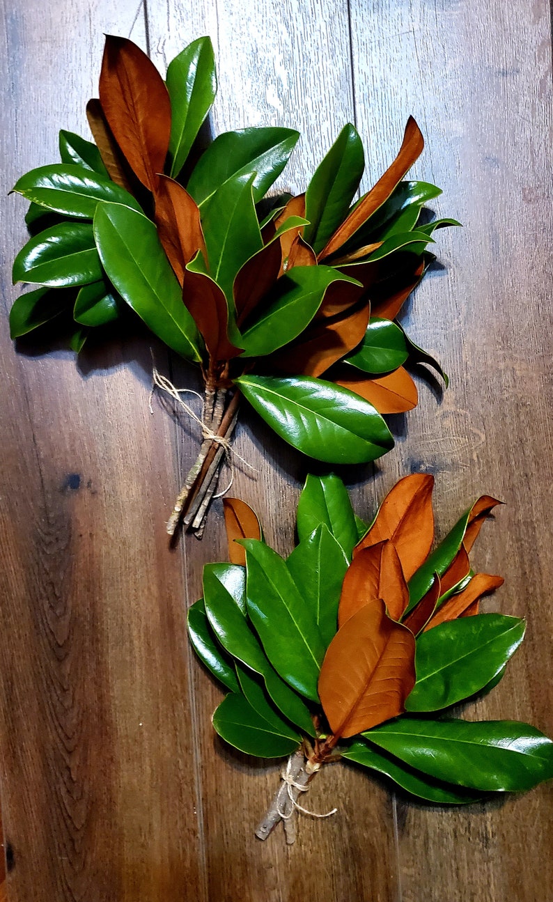 Fresh Bundle of Southern Magnolia Branches live Extra Large Etsy