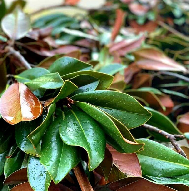 Fresh Bundle of Southern Magnolia Branches SALE Extra Long Etsy