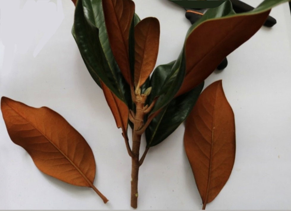 Fresh Southern Magnolia Leaves Sale 20 FREE Handpicked Etsy