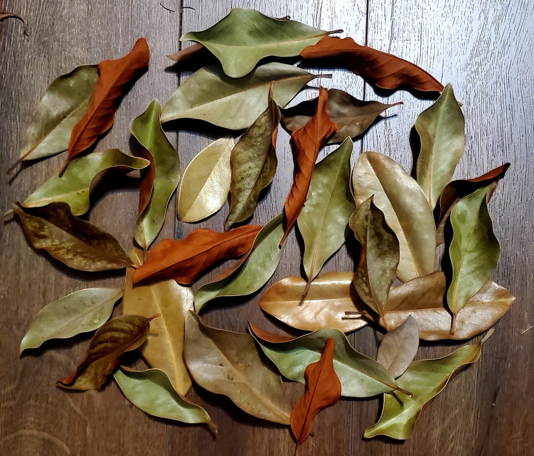 Dried Southern Magnolia Leaves Hand Picked, Naturally Preserved, Rustic