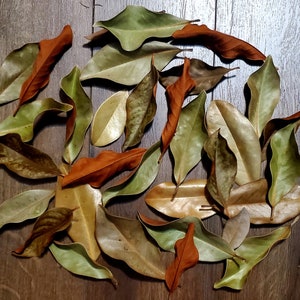 Apple Cinnamon Scented Dried Magnolia Leaves – Rustic Home Decor