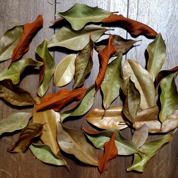Dried Southern Magnolia Leaves - Hand Picked, Naturally Preserved, Rustic, Home Decor, Farmhouse, Potpourri, Baskets, Vases, Terraniums