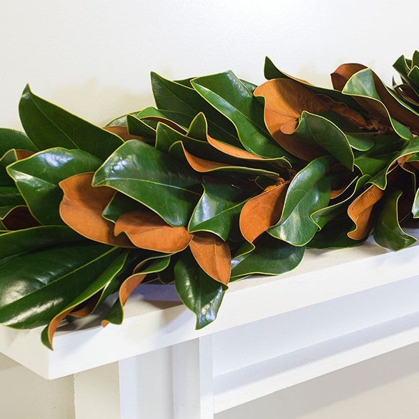 Live Southern Magnolia Garland- SALE! Fresh and Made-to-Order, Weddings, Holiday Decor, Fireplace, Entryway, Staircase, Centerpiece