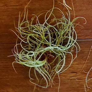 Airplant- LIVE Spanish Moss Ball RARE! Tillandsia Recurvata, Fresh, Healthy, + FREE Care Guide & Hanging/Mounting Instructions