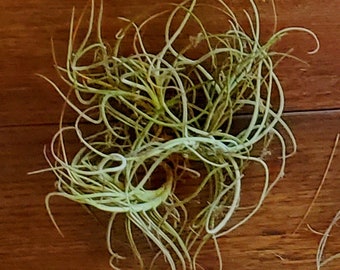 Airplant- LIVE Spanish Moss Ball RARE! Tillandsia Recurvata, Fresh, Healthy, + FREE Care Guide & Hanging/Mounting Instructions