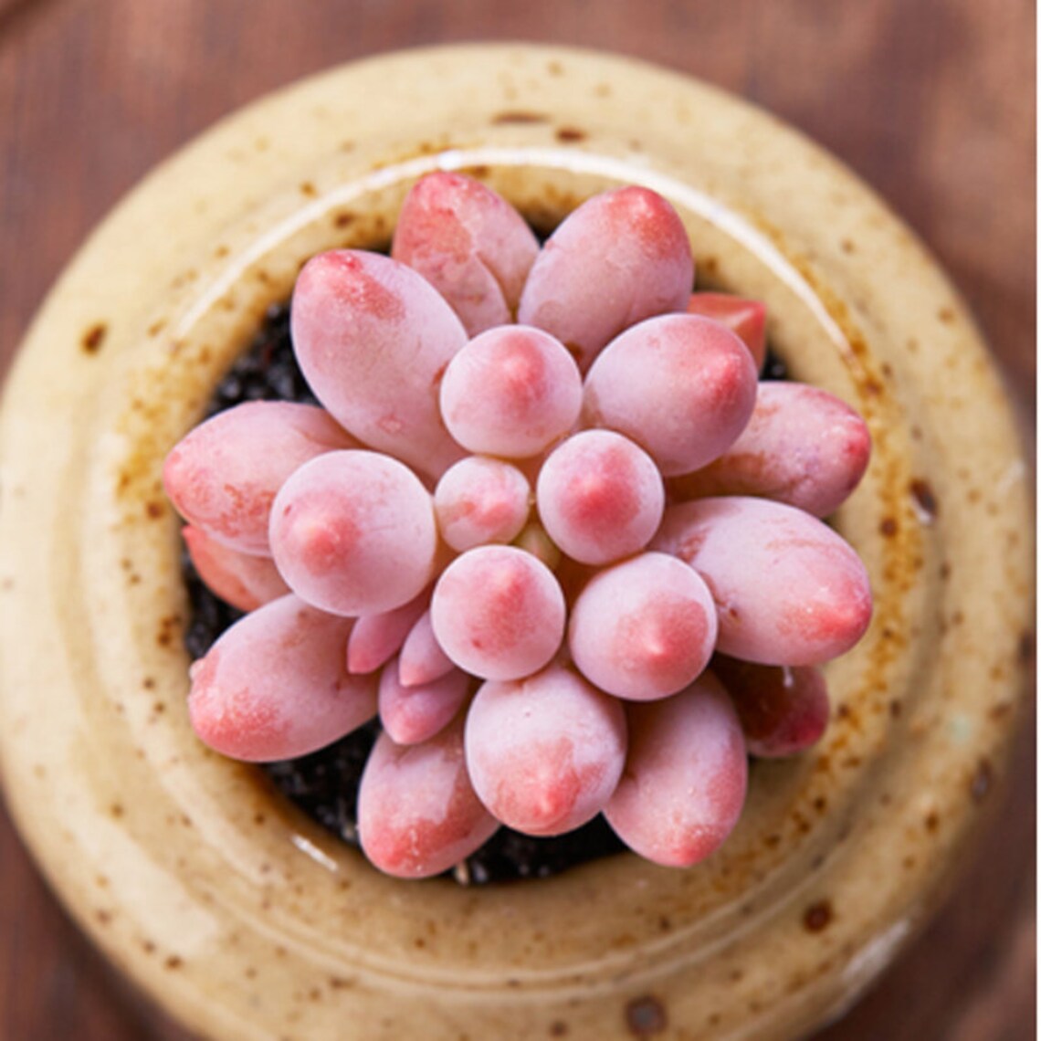 Rare Succulent Plant Sedum Baby Finger Succulent 23 Etsy