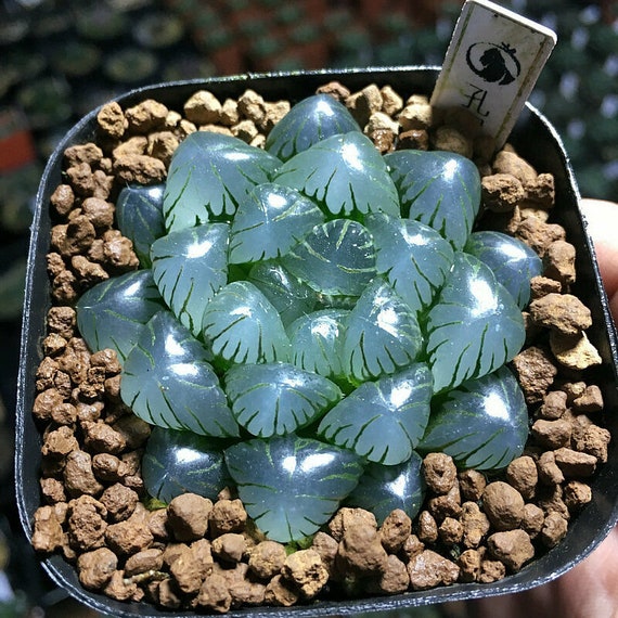 pics Blue Haworthia Cooperi rare succulent plant blue haworthia obtusa succulent plants etsy