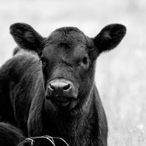 Cow Digital Download Print