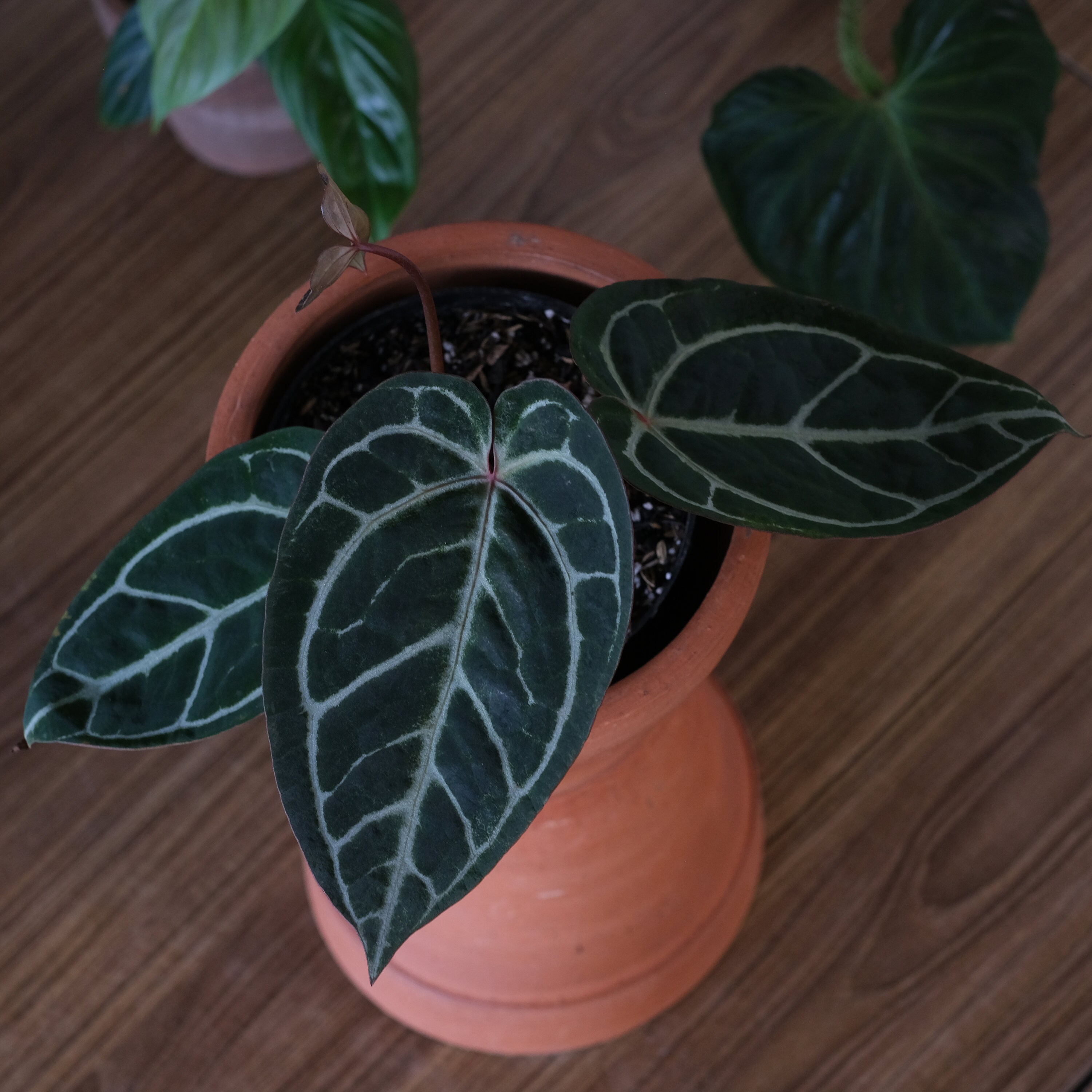 Anthurium Red Crystallinum | Etsy
