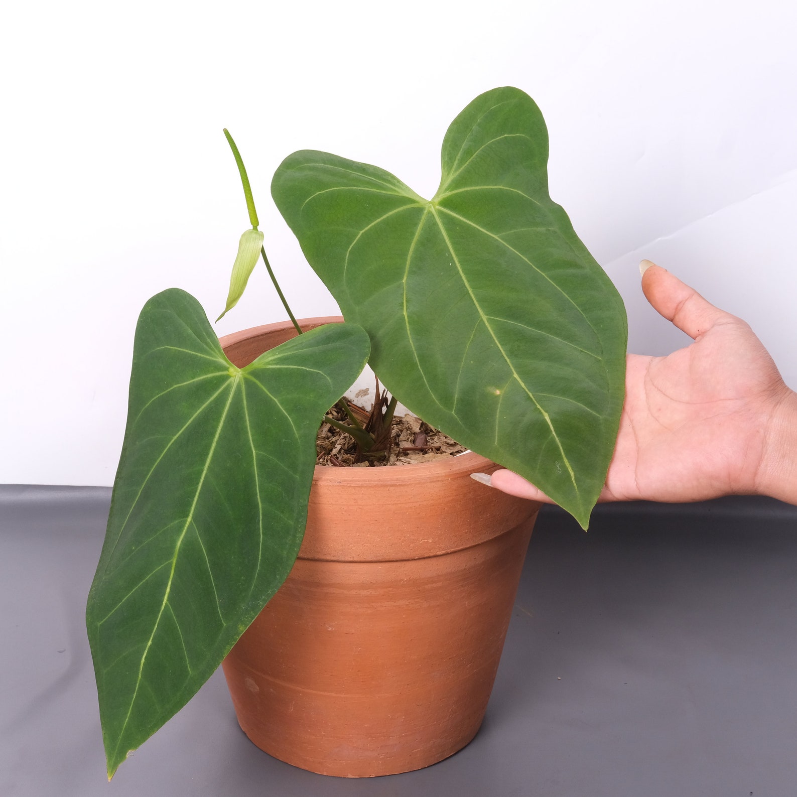 Anthurium Dark Mama | Etsy