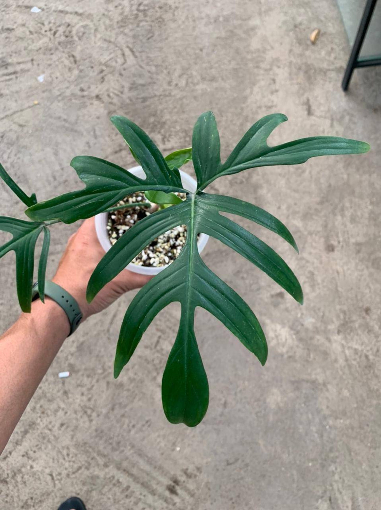 Philodendron Quercifolium Etsy