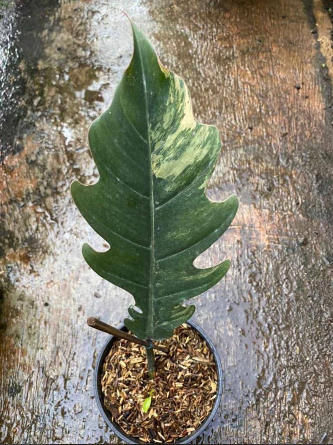 Philodendron Caramel Marble Variegated Etsy