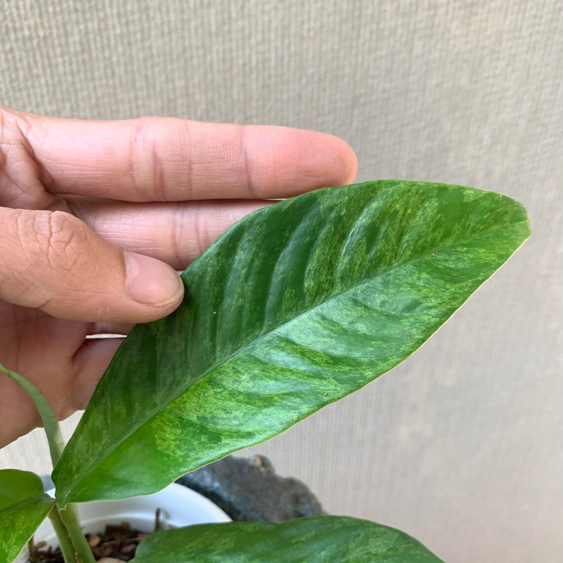 Rhaphidophora Foraminifera Variegated - Etsy