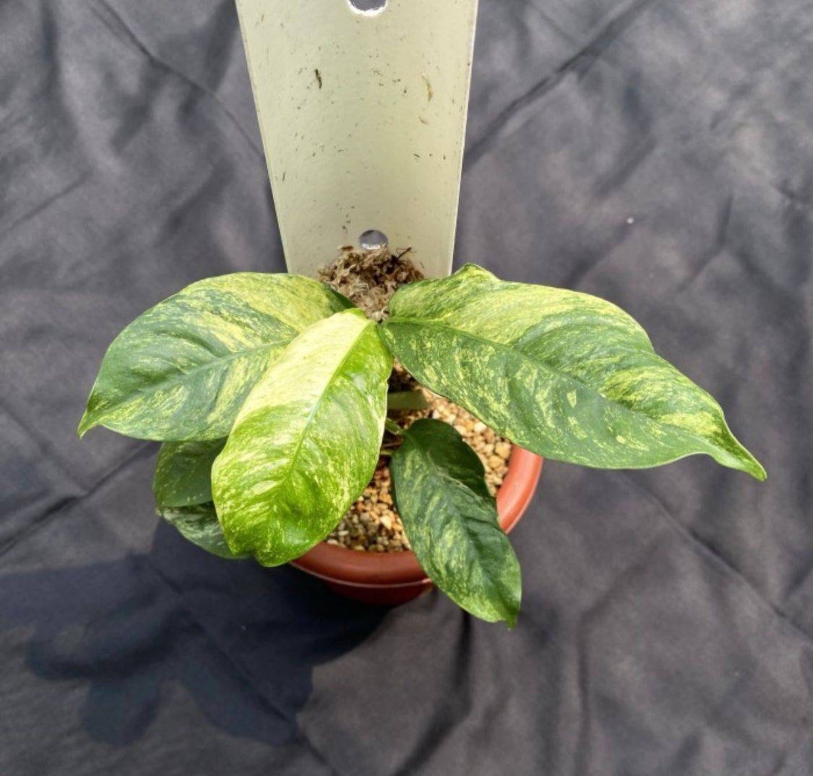 Rhaphidophora Puberula Variegated | Etsy