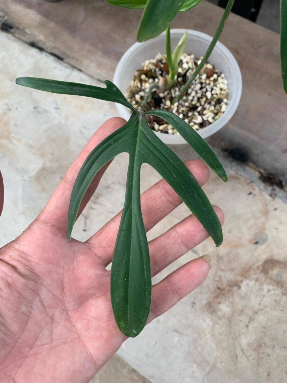 Philodendron Quercifolium Etsy