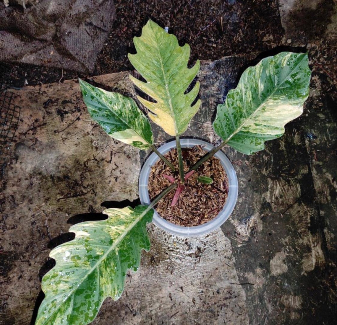 Philodendron Caramel Marble Variegated Etsy