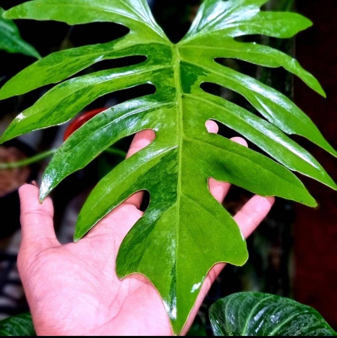 Philodendron Radiatum Variegated / Philodendron Radiatum | Etsy