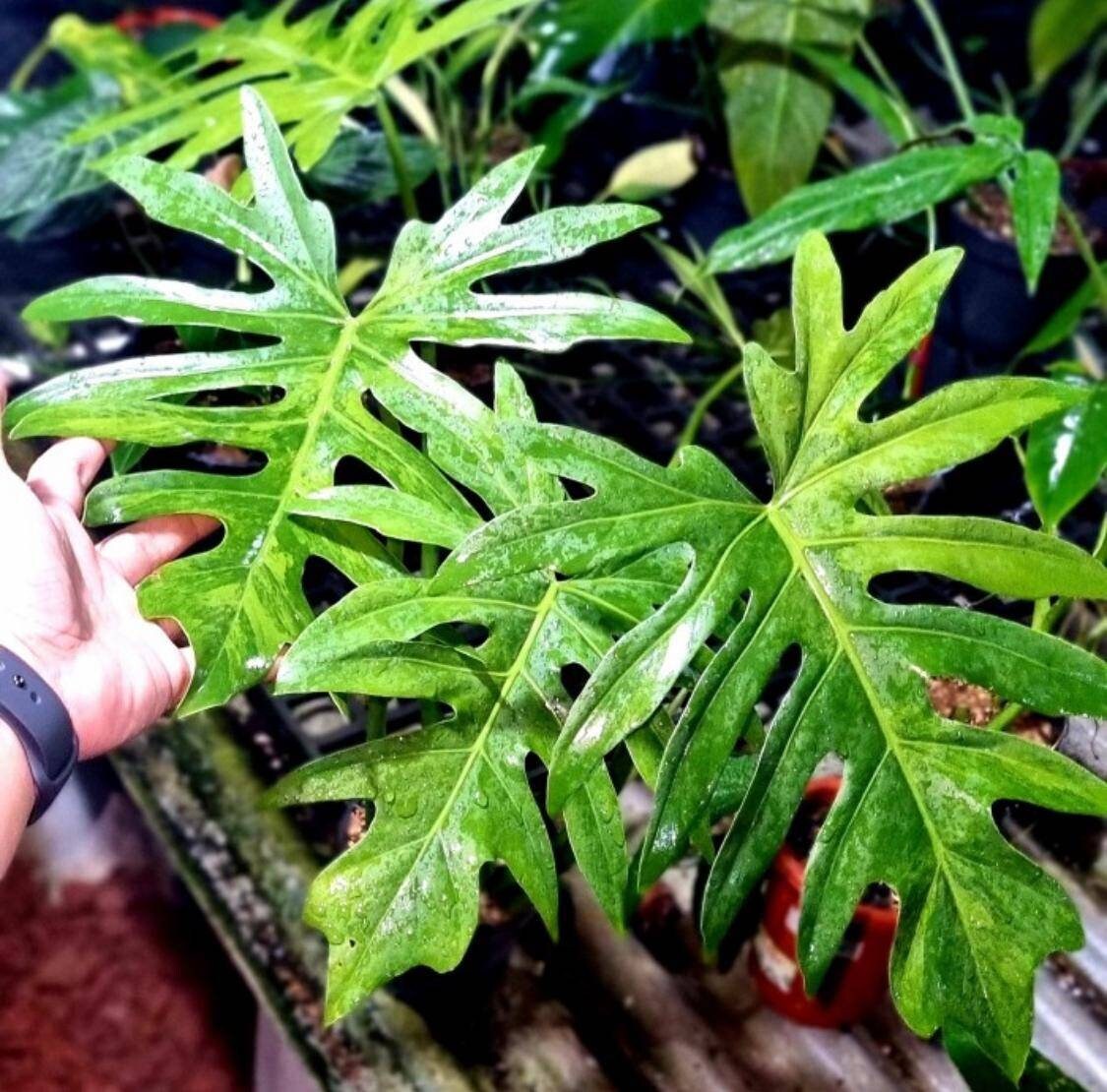 Philodendron Radiatum Variegated / Philodendron Radiatum | Etsy