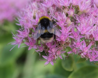 Full frame Pentax fit zoom lens SIGMA AF 28-80 mm mm f 3.5-5.6 MACRO