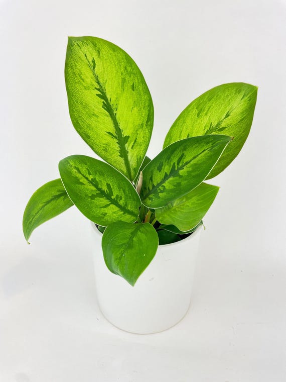Homalomena Selby Hybrid - Etsy