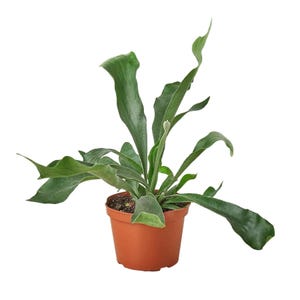 May include: A staghorn fern with long, wavy, dark green fronds extending outward and upward from a central point. The plant is potted in a simple, round, terracotta-colored plastic container filled with dark potting soil visible at the base.