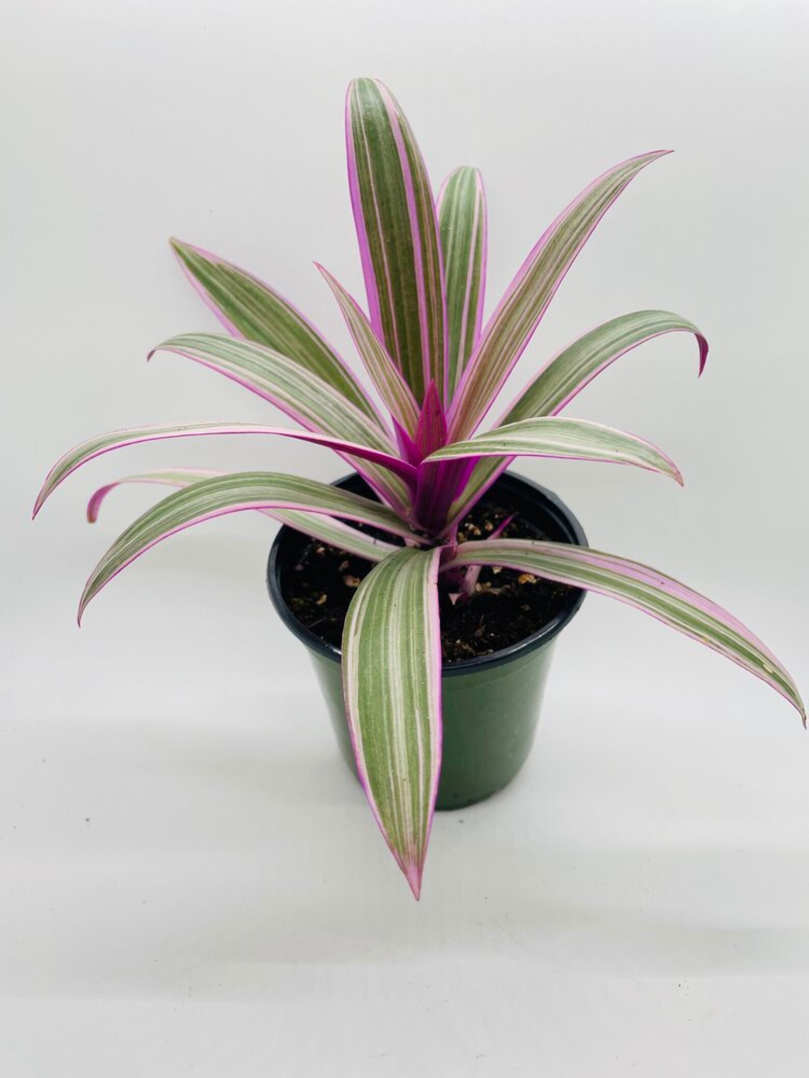 Rhoeo Tricolor Tradescantia Oyster Plant Etsy