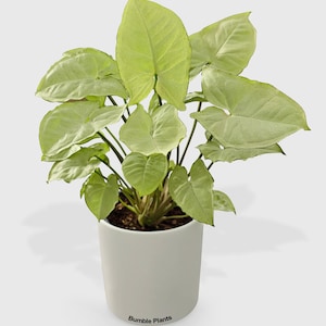 Syngonium White Butterfly
