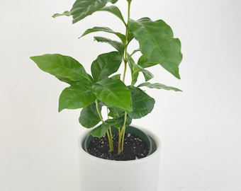 Arabica Coffee Plant "Coffea"