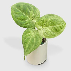 May include: A potted plant with large, textured green leaves. The plant is in a white cylindrical pot with the text "Bumble Plants" on the side. The leaves have a prominent vein pattern.