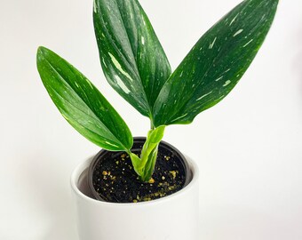 Monstera Standleyana 'Albo Variegata'