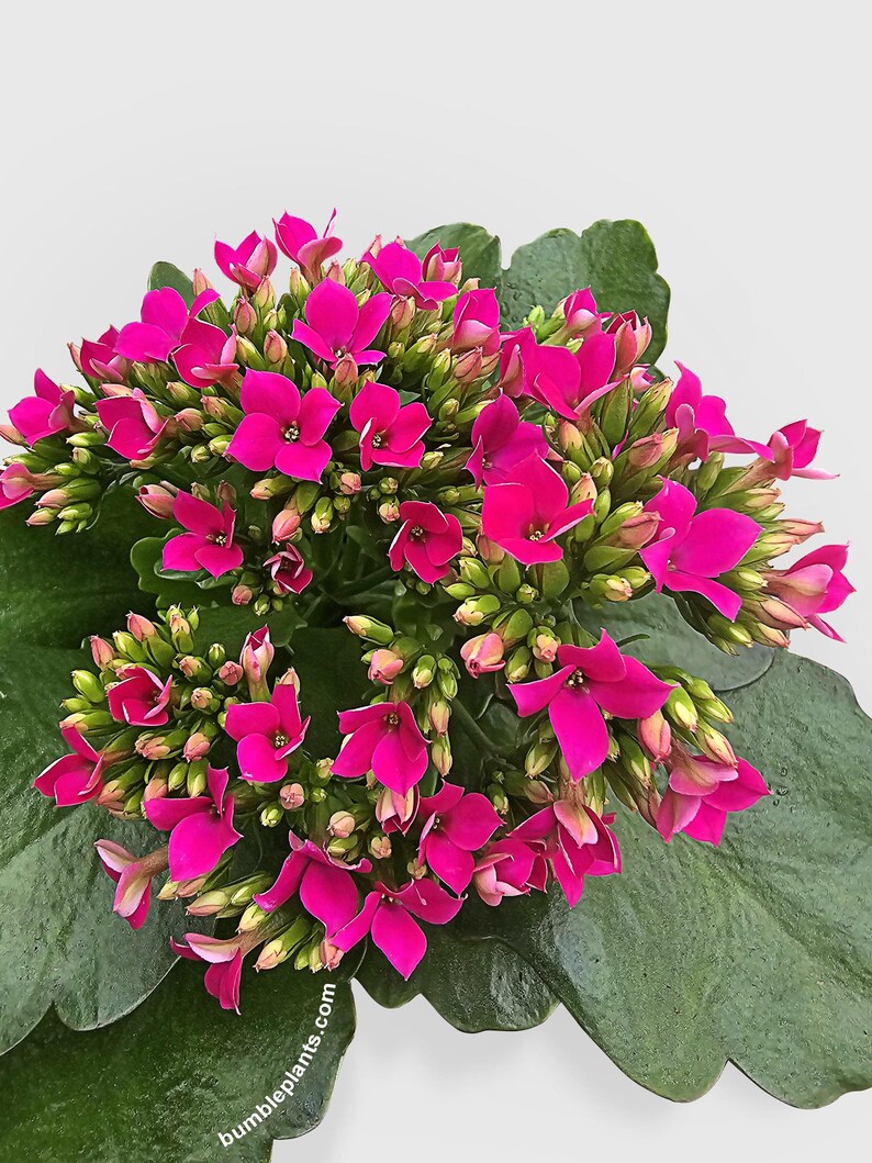 Bumble Plants Kalanchoe Plant