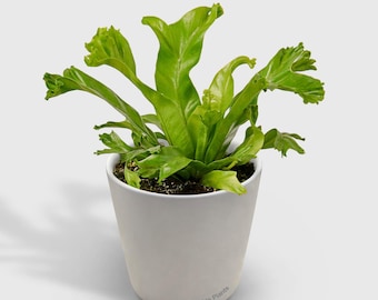 Bird's Nest Leslie Fern - Etsy