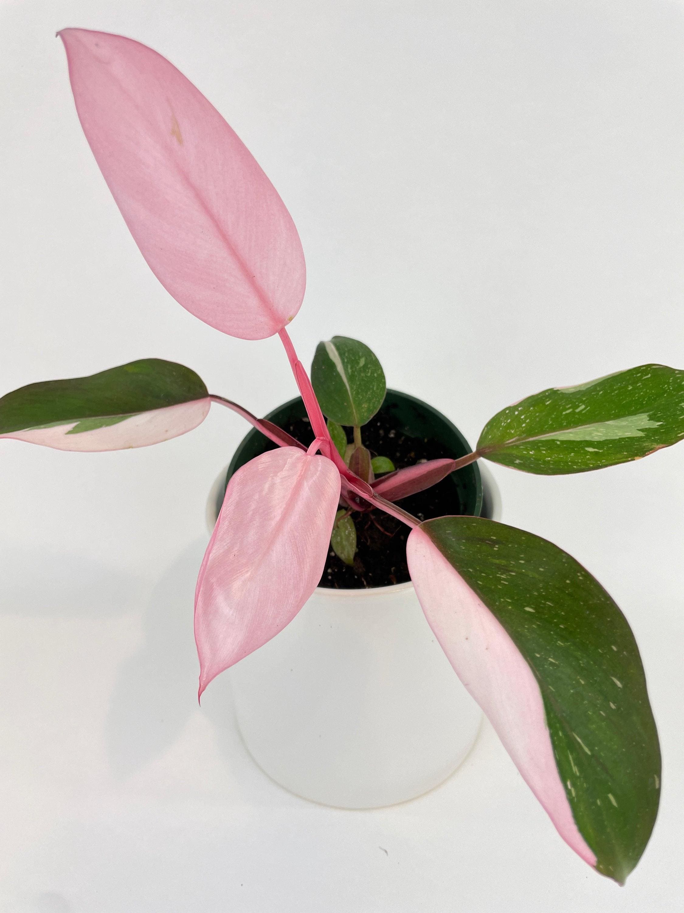 Philodendron Pink Princess - Etsy