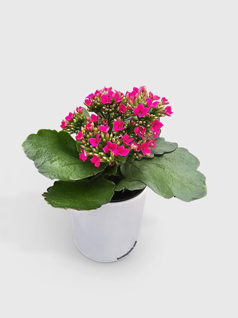 Bumble Plants Kalanchoe Plant - Thumbnail 2